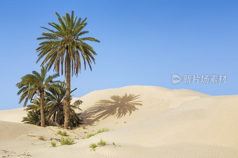 沙漠棕榈绿洲Zaafrane /突尼斯/北非